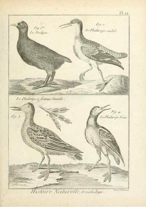 Reproducción/Reproduction 7850572382: Tableau encyclopédique et méthodique des trois règnes de la nature.. A Paris :Chez Mme. veuve Agasse ...,1823.