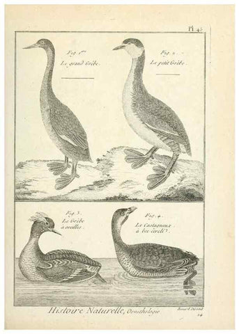 Reproducción/Reproduction 7850573000: Tableau encyclopédique et méthodique des trois règnes de la nature.. A Paris :Chez Mme. veuve Agasse ...,1823.