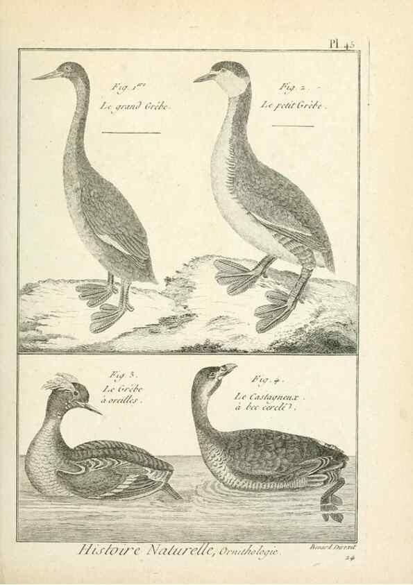 Reproducción/Reproduction 7850573000: Tableau encyclopédique et méthodique des trois règnes de la nature.. A Paris :Chez Mme. veuve Agasse ...,1823.
