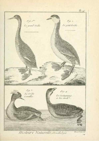 Reproducción/Reproduction 7850573000: Tableau encyclopédique et méthodique des trois règnes de la nature.. A Paris :Chez Mme. veuve Agasse ...,1823.