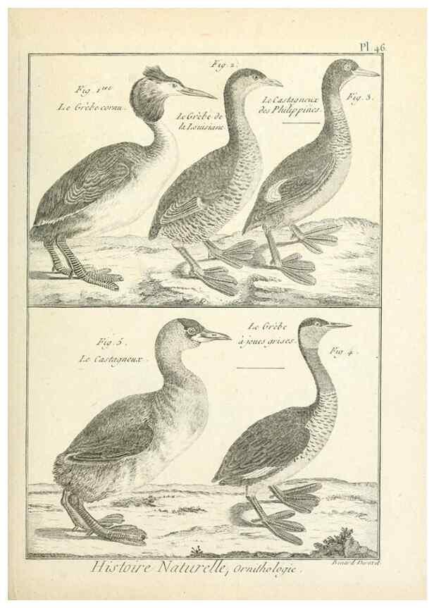 Reproducción/Reproduction 7850573686: Tableau encyclopédique et méthodique des trois règnes de la nature.. A Paris :Chez Mme. veuve Agasse ...,1823.