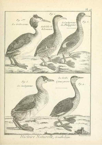 Reproducción/Reproduction 7850573686: Tableau encyclopédique et méthodique des trois règnes de la nature.. A Paris :Chez Mme. veuve Agasse ...,1823.