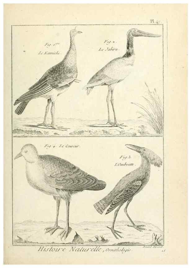 Reproducción/Reproduction 7850574288: Tableau encyclopédique et méthodique des trois règnes de la nature.. A Paris :Chez Mme. veuve Agasse ...,1823.