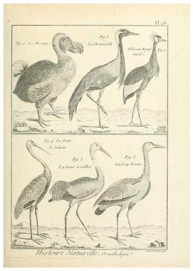 Reproducción/Reproduction 7850574862: Tableau encyclopédique et méthodique des trois règnes de la nature.. A Paris :Chez Mme. veuve Agasse ...,1823.