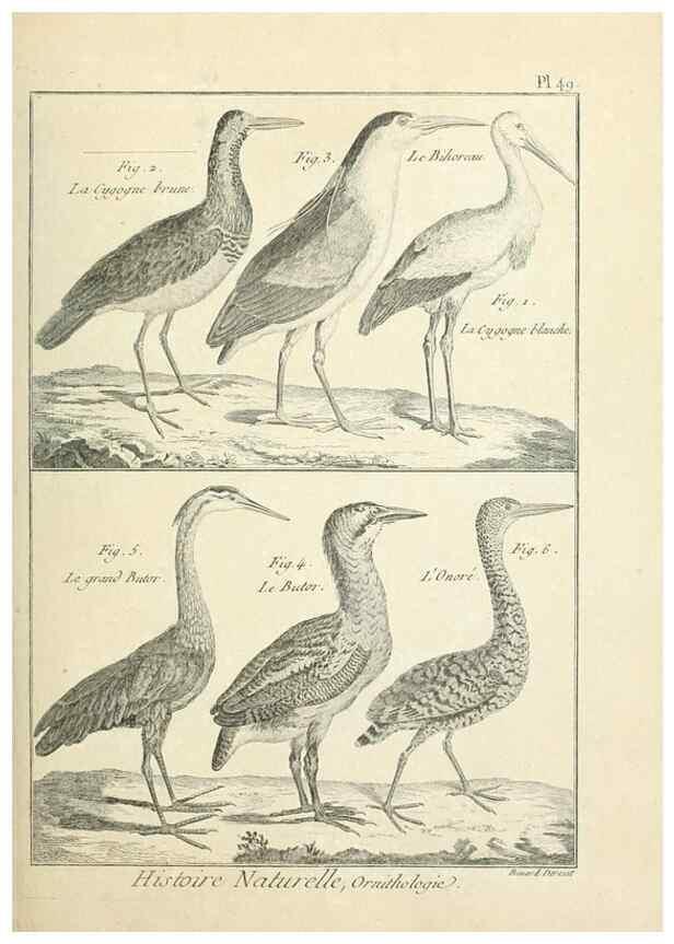 Reproducción/Reproduction 7850575416: Tableau encyclopédique et méthodique des trois règnes de la nature.. A Paris :Chez Mme. veuve Agasse ...,1823.