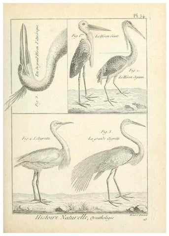 Reproducción/Reproduction 7850578732: Tableau encyclopédique et méthodique des trois règnes de la nature.. A Paris :Chez Mme. veuve Agasse ...,1823.
