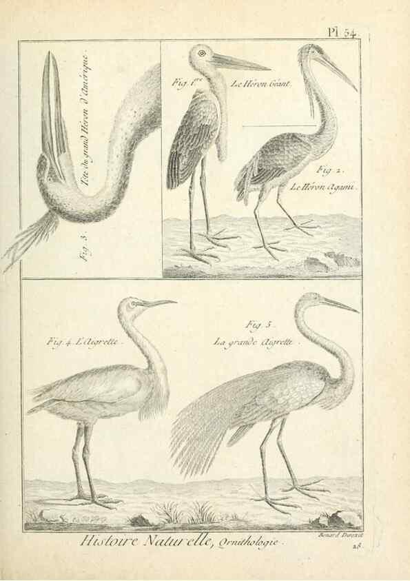 Reproducción/Reproduction 7850578732: Tableau encyclopédique et méthodique des trois règnes de la nature.. A Paris :Chez Mme. veuve Agasse ...,1823.