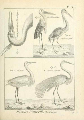 Reproducción/Reproduction 7850578732: Tableau encyclopédique et méthodique des trois règnes de la nature.. A Paris :Chez Mme. veuve Agasse ...,1823.