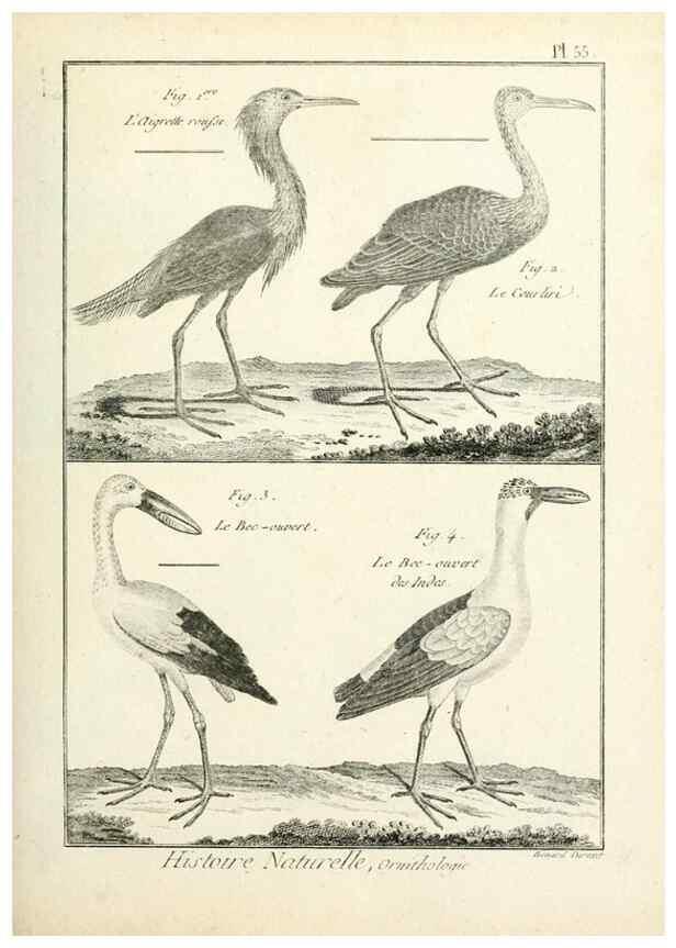Reproducción/Reproduction 7850579700: Tableau encyclopédique et méthodique des trois règnes de la nature.. A Paris :Chez Mme. veuve Agasse ...,1823.