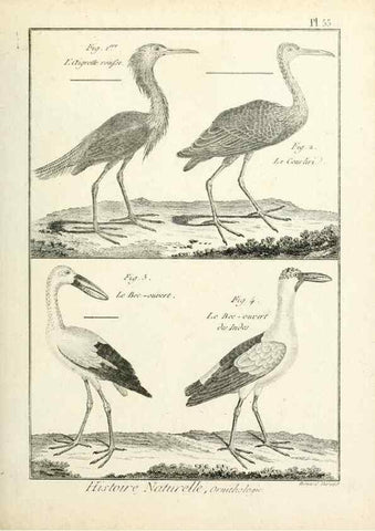 Reproducción/Reproduction 7850579700: Tableau encyclopédique et méthodique des trois règnes de la nature.. A Paris :Chez Mme. veuve Agasse ...,1823.