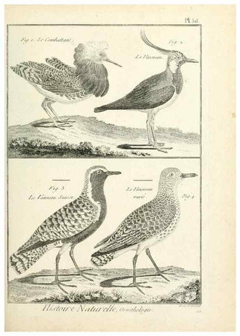 Reproducción/Reproduction 7850580316: Tableau encyclopédique et méthodique des trois règnes de la nature.. A Paris :Chez Mme. veuve Agasse ...,1823.