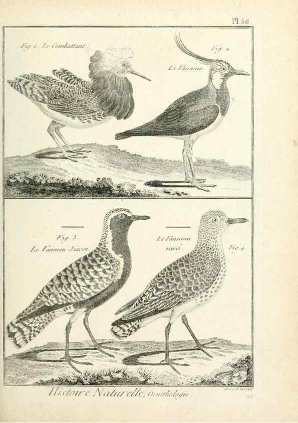 Reproducción/Reproduction 7850580316: Tableau encyclopédique et méthodique des trois règnes de la nature.. A Paris :Chez Mme. veuve Agasse ...,1823.