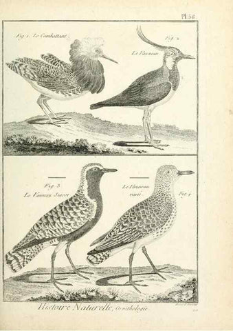 Reproducción/Reproduction 7850580316: Tableau encyclopédique et méthodique des trois règnes de la nature.. A Paris :Chez Mme. veuve Agasse ...,1823.