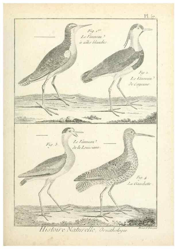 Reproducción/Reproduction 7850581188: Tableau encyclopédique et méthodique des trois règnes de la nature.. A Paris :Chez Mme. veuve Agasse ...,1823.