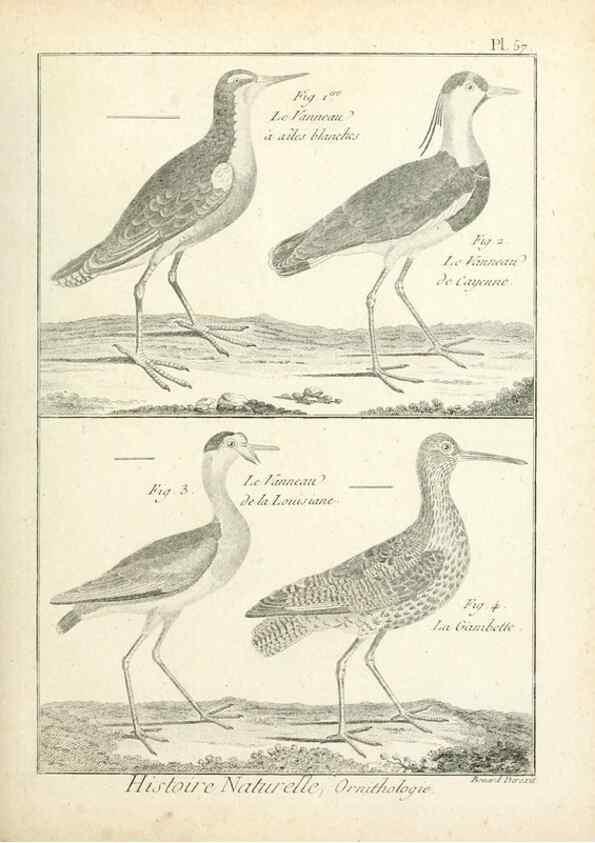 Reproducción/Reproduction 7850581188: Tableau encyclopédique et méthodique des trois règnes de la nature.. A Paris :Chez Mme. veuve Agasse ...,1823.
