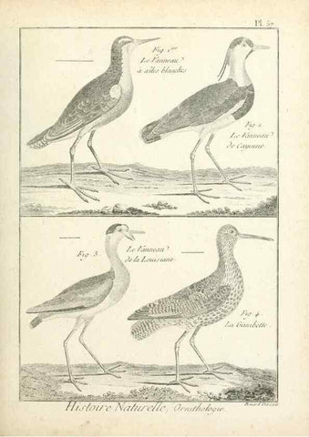 Reproducción/Reproduction 7850581188: Tableau encyclopédique et méthodique des trois règnes de la nature.. A Paris :Chez Mme. veuve Agasse ...,1823.