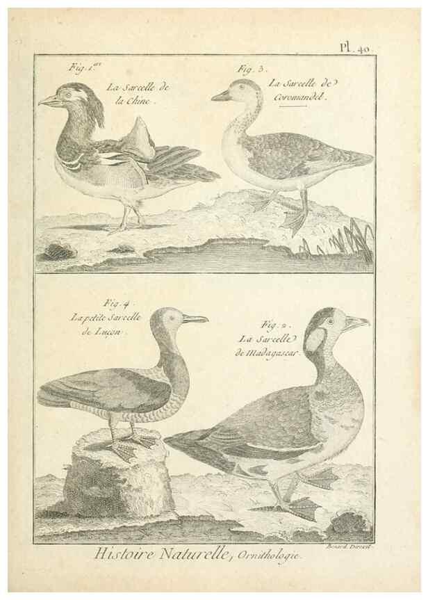 Reproducción/Reproduction 7850569802: Tableau encyclopédique et méthodique des trois règnes de la nature.. A Paris :Chez Mme. veuve Agasse ...,1823.