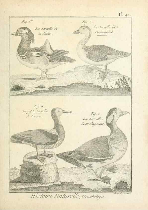 Reproducción/Reproduction 7850569802: Tableau encyclopédique et méthodique des trois règnes de la nature.. A Paris :Chez Mme. veuve Agasse ...,1823.