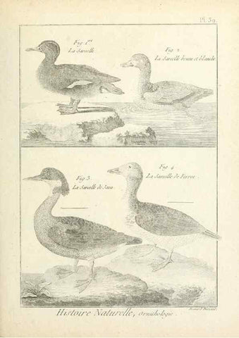 Reproducción/Reproduction 7850569266: Tableau encyclopédique et méthodique des trois règnes de la nature.. A Paris :Chez Mme. veuve Agasse ...,1823.