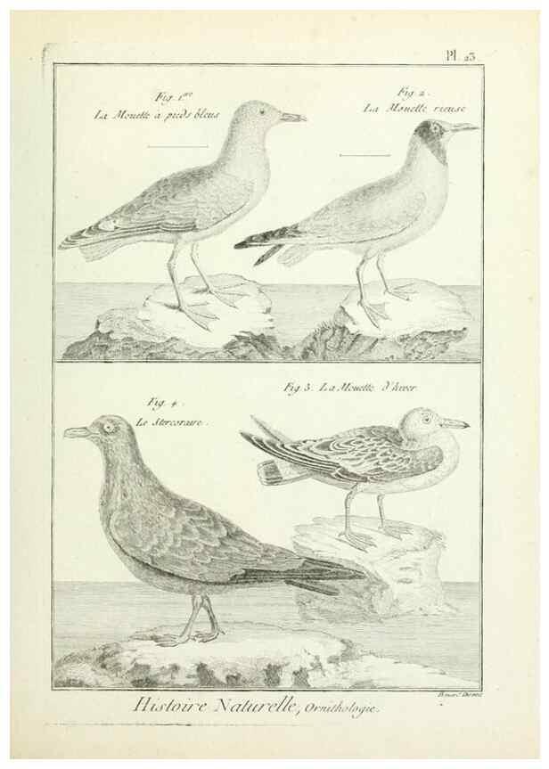 Reproducción/Reproduction 7850560434: Tableau encyclopédique et méthodique des trois règnes de la nature.. A Paris :Chez Mme. veuve Agasse ...,1823.