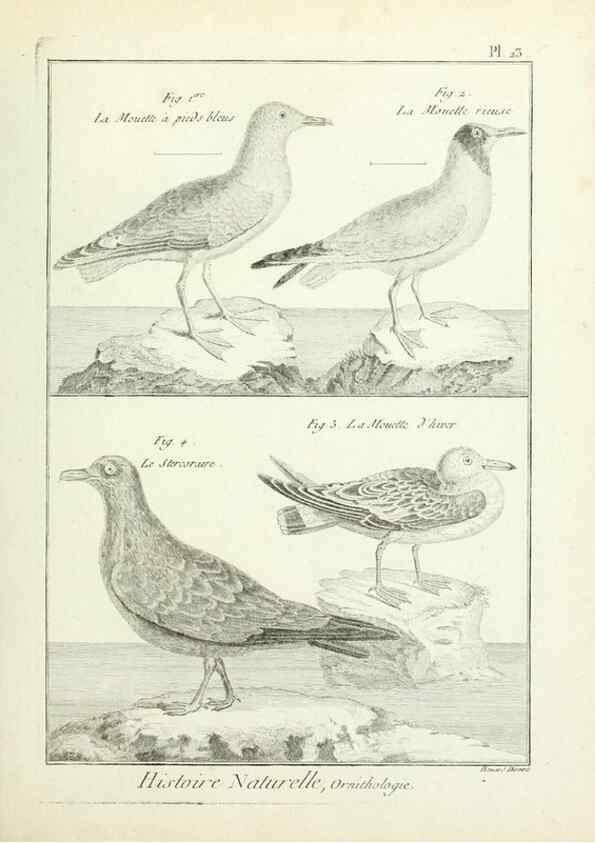 Reproducción/Reproduction 7850560434: Tableau encyclopédique et méthodique des trois règnes de la nature.. A Paris :Chez Mme. veuve Agasse ...,1823.