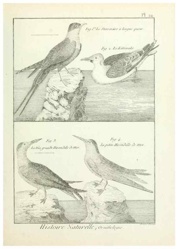 Reproducción/Reproduction 7850560972: Tableau encyclopédique et méthodique des trois règnes de la nature.. A Paris :Chez Mme. veuve Agasse ...,1823.