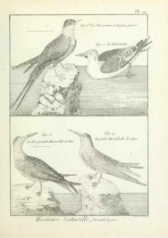 Reproducción/Reproduction 7850560972: Tableau encyclopédique et méthodique des trois règnes de la nature.. A Paris :Chez Mme. veuve Agasse ...,1823.