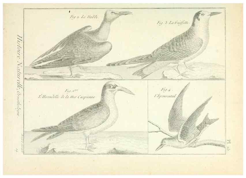Reproducción/Reproduction 7850561468: Tableau encyclopédique et méthodique des trois règnes de la nature.. A Paris :Chez Mme. veuve Agasse ...,1823.