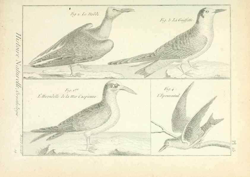 Reproducción/Reproduction 7850561468: Tableau encyclopédique et méthodique des trois règnes de la nature.. A Paris :Chez Mme. veuve Agasse ...,1823.