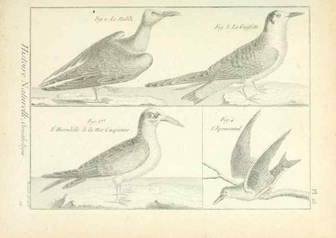 Reproducción/Reproduction 7850561468: Tableau encyclopédique et méthodique des trois règnes de la nature.. A Paris :Chez Mme. veuve Agasse ...,1823.