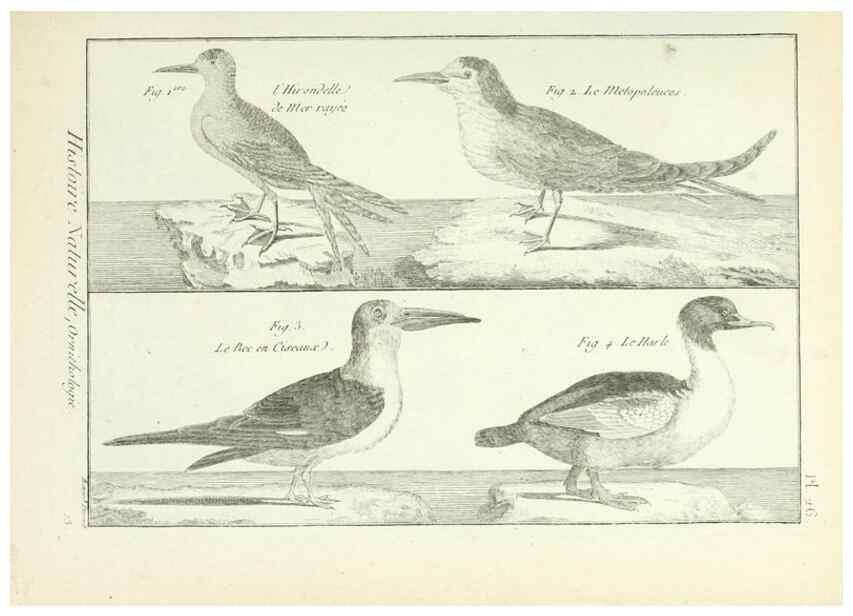 Reproducción/Reproduction 7850562014: Tableau encyclopédique et méthodique des trois règnes de la nature.. A Paris :Chez Mme. veuve Agasse ...,1823.