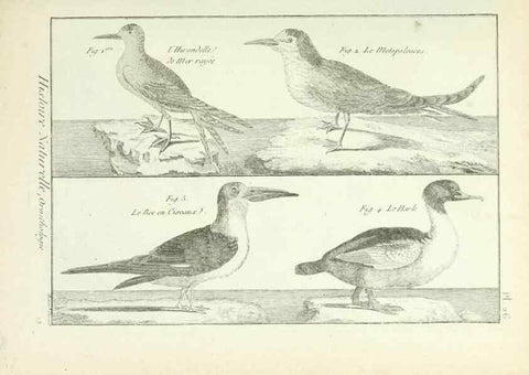 Reproducción/Reproduction 7850562014: Tableau encyclopédique et méthodique des trois règnes de la nature.. A Paris :Chez Mme. veuve Agasse ...,1823.
