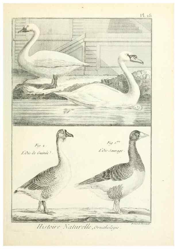 Reproducción/Reproduction 7850563022: Tableau encyclopédique et méthodique des trois règnes de la nature.. A Paris :Chez Mme. veuve Agasse ...,1823.