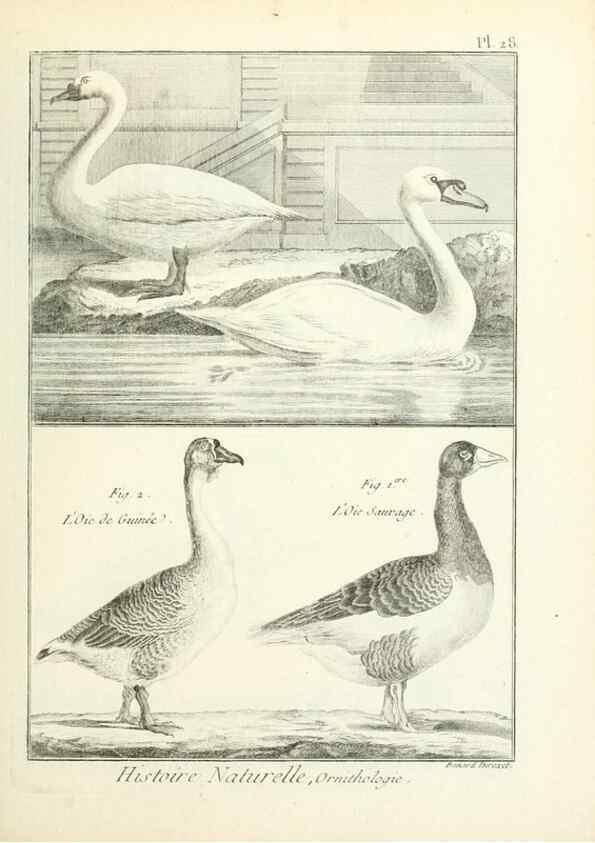 Reproducción/Reproduction 7850563022: Tableau encyclopédique et méthodique des trois règnes de la nature.. A Paris :Chez Mme. veuve Agasse ...,1823.