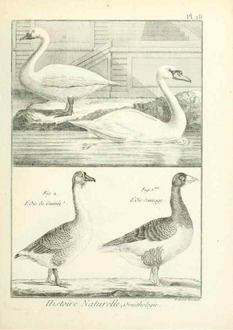 Reproducción/Reproduction 7850563022: Tableau encyclopédique et méthodique des trois règnes de la nature.. A Paris :Chez Mme. veuve Agasse ...,1823.