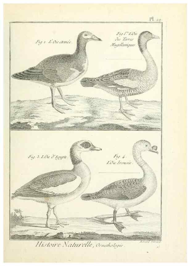 Reproducción/Reproduction 7850563568: Tableau encyclopédique et méthodique des trois règnes de la nature.. A Paris :Chez Mme. veuve Agasse ...,1823.