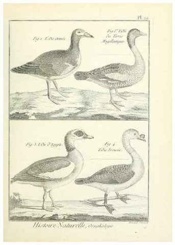 Reproducción/Reproduction 7850563568: Tableau encyclopédique et méthodique des trois règnes de la nature.. A Paris :Chez Mme. veuve Agasse ...,1823.