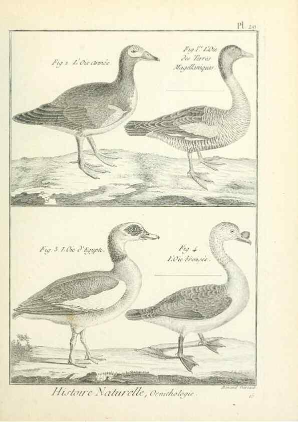 Reproducción/Reproduction 7850563568: Tableau encyclopédique et méthodique des trois règnes de la nature.. A Paris :Chez Mme. veuve Agasse ...,1823.
