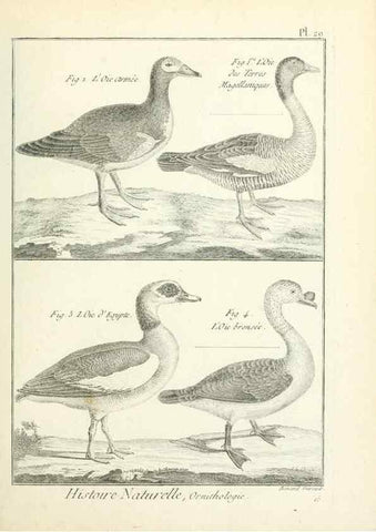 Reproducción/Reproduction 7850563568: Tableau encyclopédique et méthodique des trois règnes de la nature.. A Paris :Chez Mme. veuve Agasse ...,1823.