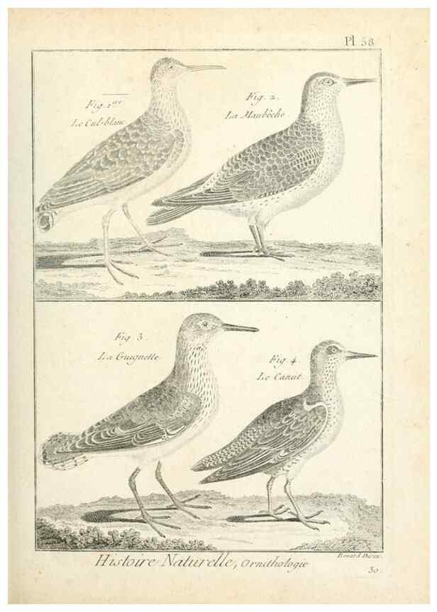 Reproducción/Reproduction 7850581810: Tableau encyclopédique et méthodique des trois règnes de la nature.. A Paris :Chez Mme. veuve Agasse ...,1823.