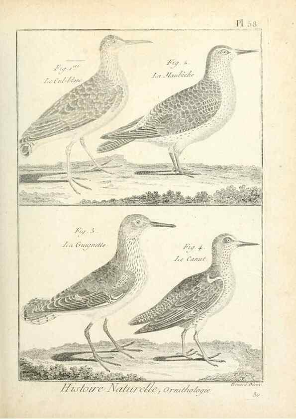 Reproducción/Reproduction 7850581810: Tableau encyclopédique et méthodique des trois règnes de la nature.. A Paris :Chez Mme. veuve Agasse ...,1823.