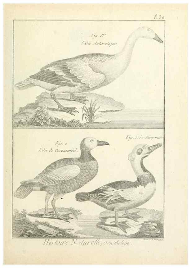 Reproducción/Reproduction 7850564100: Tableau encyclopédique et méthodique des trois règnes de la nature.. A Paris :Chez Mme. veuve Agasse ...,1823.