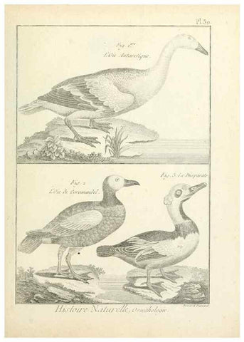 Reproducción/Reproduction 7850564100: Tableau encyclopédique et méthodique des trois règnes de la nature.. A Paris :Chez Mme. veuve Agasse ...,1823.