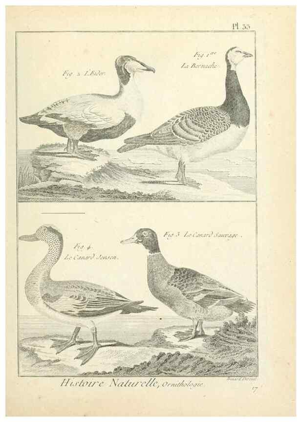 Reproducción/Reproduction 7850565850: Tableau encyclopédique et méthodique des trois règnes de la nature.. A Paris :Chez Mme. veuve Agasse ...,1823.