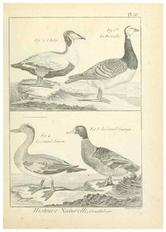 Reproducción/Reproduction 7850565850: Tableau encyclopédique et méthodique des trois règnes de la nature.. A Paris :Chez Mme. veuve Agasse ...,1823.
