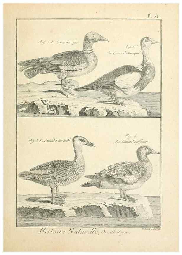 Reproducción/Reproduction 7850566440: Tableau encyclopédique et méthodique des trois règnes de la nature.. A Paris :Chez Mme. veuve Agasse ...,1823.