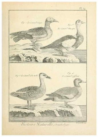 Reproducción/Reproduction 7850566440: Tableau encyclopédique et méthodique des trois règnes de la nature.. A Paris :Chez Mme. veuve Agasse ...,1823.