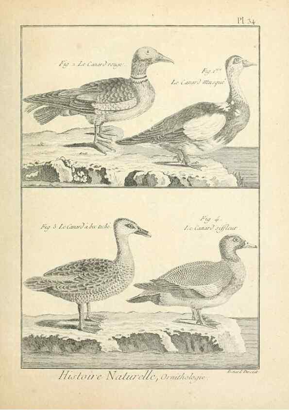 Reproducción/Reproduction 7850566440: Tableau encyclopédique et méthodique des trois règnes de la nature.. A Paris :Chez Mme. veuve Agasse ...,1823.