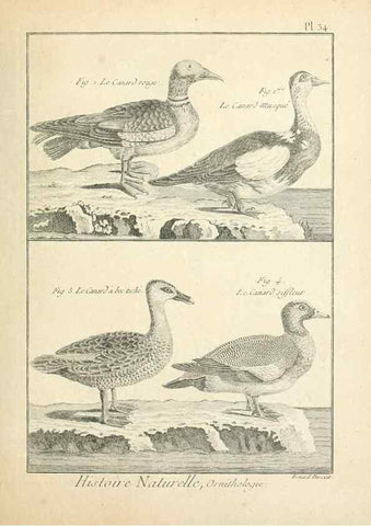Reproducción/Reproduction 7850566440: Tableau encyclopédique et méthodique des trois règnes de la nature.. A Paris :Chez Mme. veuve Agasse ...,1823.