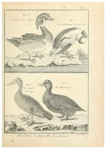 Reproducción/Reproduction 7850567006: Tableau encyclopédique et méthodique des trois règnes de la nature.. A Paris :Chez Mme. veuve Agasse ...,1823.
